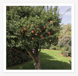 Pomegranate - Blood Orange