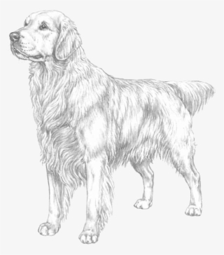 Golden Retriever - Golden Retriever Printable Coloring Pages