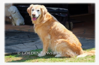 Donate To Petrescue - Golden Retriever