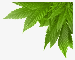Real Marijuana Leaf Png
