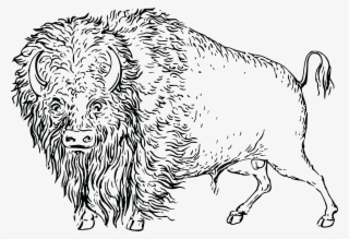 Free Clipart Of A Buffalo - Buffalo Clip Art Black And White
