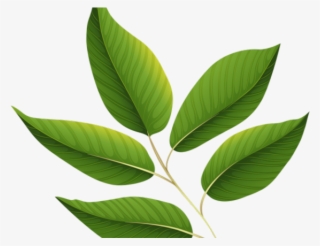 Green Leaves Clipart Jungle Leaf - Green Leaf Transparent Background