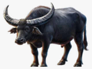 African Buffalo Clipart Transparent Background - Transparent Indian Buffalo Png