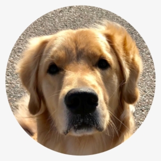 Cooper Golden Retriever - Golden Retriever