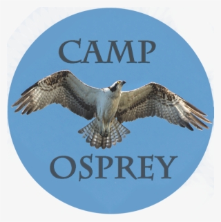 Prairie Falcon Clipart Baby Boy - Osprey