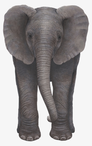 Baby Elephant Jungle Animal Decal Sticker - Elephant