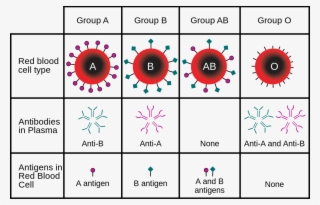 Abo Blood Type - Blood Groups