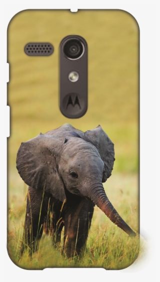 Adorable Elephants