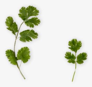Cilantro Png - Parsley