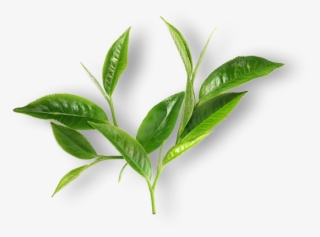 Healthy Tea - Green Tea Leaf