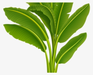 Wedding Clipart Banana Tree - Banana Tree Images Hd