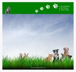 Dog Catches Something