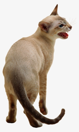 Cute Cat Png Image - Siamese Cat Transparent Background