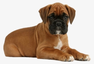 Cute Boxer Puppies - Boxer Puppy