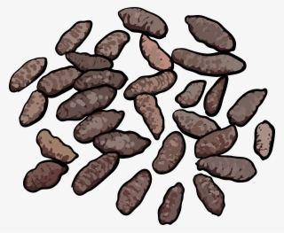 Norway Rat Droppings - Pack Rat Droppings