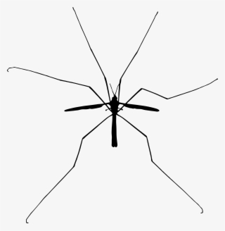 Big Image - Silhouet Insect Png