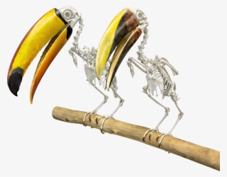Toucans - Illustration