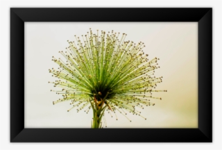 Quadro Floral - Picture Frame