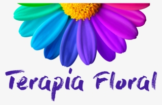 Conheça A Terapia Floral E Saiba Como Ela Pode Te Ajudar - African Daisy