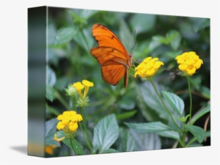 Butterflies On Flowers - Lycaenid