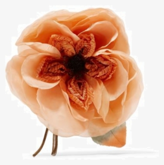 Gucci Gucci - Floral - Peony