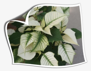Holiday Plants Form Country Colors Opage Curl