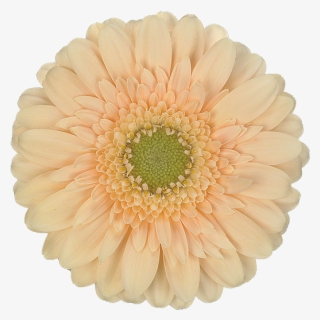 Moet - Submarine Whitley