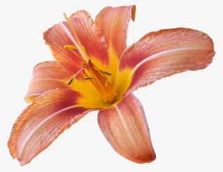 Lily Png - Transparent Background Lily Transparent