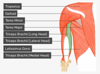 Posterior View Of The Shoulder And Arm Triceps Brachii - Teres Major And Minor Muscles
