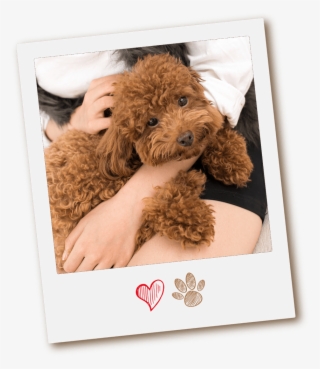 Why Conga's Mobile Pet Grooming - Labradoodle