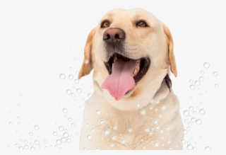 Conga´s Pet Grooming - Dog Yawns