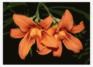Orange Lily Flower Petal Daylily Plants - Daylily