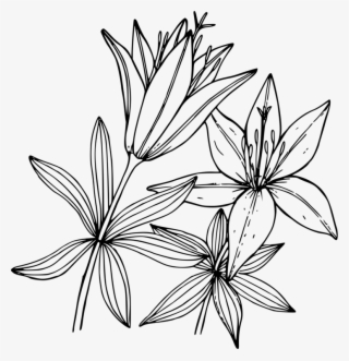 Wood Lily Flower Coloring Book Floral Design - Lily Coloring Pages