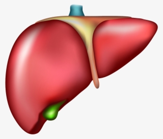 Liver Organ Cirrhosis Drawing - Liver With No Background