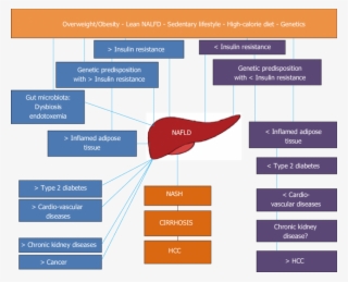 Nonalcoholic Fatty Liver Disease As A Pathogenically - Diagram