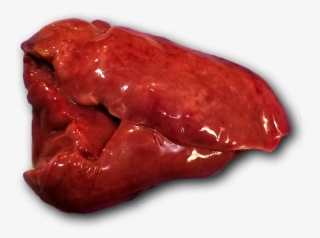 Nutritional Organs Are Major Metabolic And Hormone-secreting - Organ Meats Png
