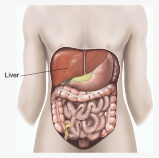 Are There Any Alternatives To A Liver Biopsy - Digestive System