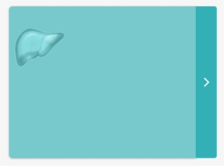 Liver Tumor Button - Sea Lion