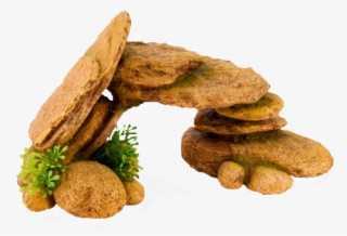 Photo Logs - Biscotti