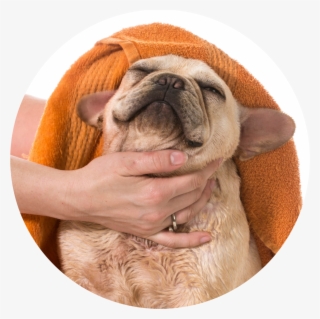 2m Dog Towel 20 Jul 2017 - Towel Drying A Dog