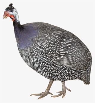 Turkey Bird Png, Download Png Image With Transparent - Индейка Клипарт