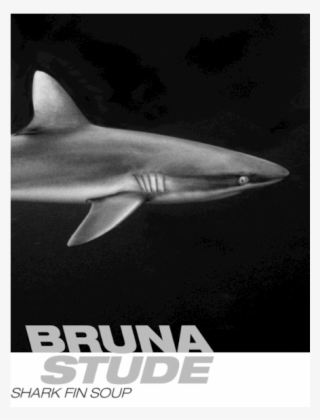 Ocean Meets Art - Great White Shark