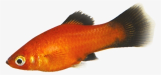 Tropical Fish - Goldfish