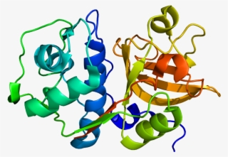 Protein Ctss Pdb 1glo - Cathepsin A Protein Structure