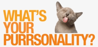 Enter To Win A $500 Amazon Gift Card - Cat Yawns