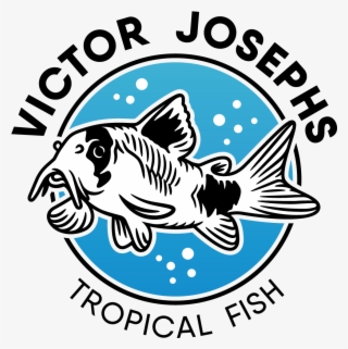 Victor Josephs Tropical Fish - Shark