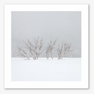 Snow Tree