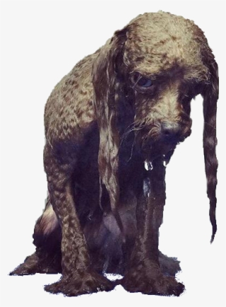 Animala Sad Wet Dog - Elephant