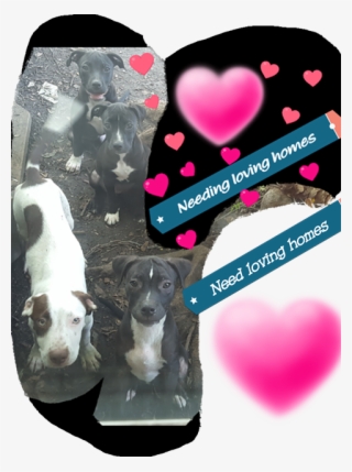 She Doesn't "have" The $35/dog Surrender Fee But Can't - Pit Bull