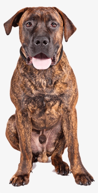 Boerboel - Perro Boerboel Atigrado